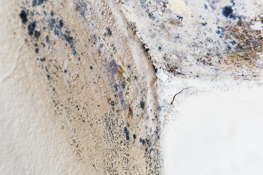 Interior wall mold and moisture damage discovered during spring roof preparation after winter roof leaks.